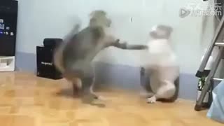 جنگ دو گربه
