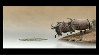 چوب یا تمساح