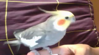 سوت زدن عروس هلندی رام ودستی .....