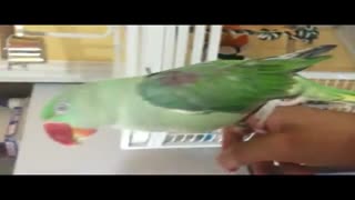 شاه طوطی سخنگو .....