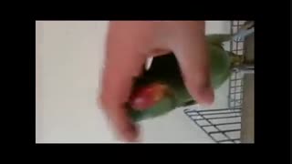 شاه طوطی سخنگو 2 - فرشاد جراحی بینی