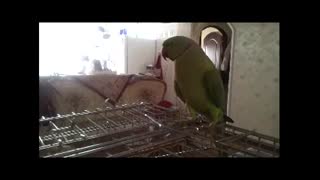 طوطی سبز یا ملنگو سخن گو