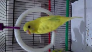 تاب بازی طوطی باجیگار یا مرغ عشق