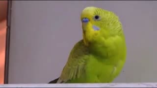 مرغ عشق سخنگو ...