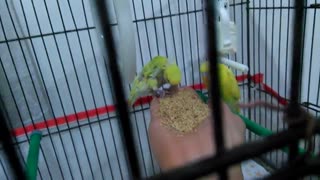 جوجه مرغ عشق های خودم