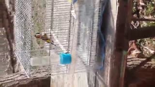 سهر ه ی مهاباد .....اواز وخوندن زیبا