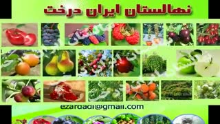 نهالستان ایران درخت،نهال فروشی مهندس زردادی
