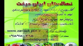 نهال زرشک،درخت زرشک،ارسال به تمام نقاط ،ایران نهال ،پاجوش زرشک یک ساله و دوساله،درخت زرشک،نهال فروشی مهندس زردادی