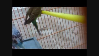 معلق زدن مرغ عشق ......بوکان