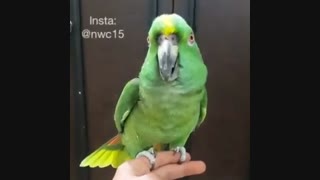 طوطی امازون پیشانی زرد .....سخنگو