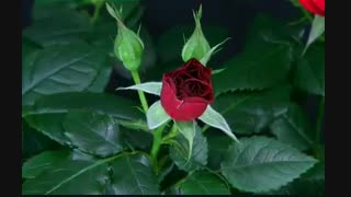 باز شدن زیبای گل ها(تقدیم به تمام مادران )