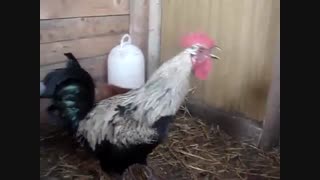 صدا های عجیب و غریب از یک خروس (الله اکبر)