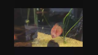 aqua farid 1 18-4-2015