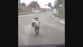 گوسفند رقصنده  :)