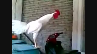 خروس خوش صدا!