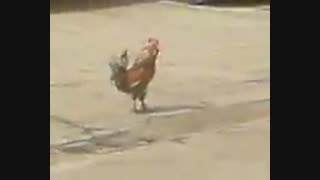 خروس ارتشی