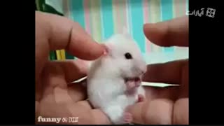 اینم واسه زری خخخخخ