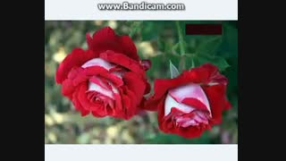 آهنگ شادتقدیمی به زری شیرین فاطمه