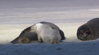 طبیعت و حیوانات