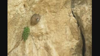 لانه کوزه ای پرنده