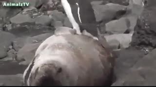 شیطنت پنگوئنی - www.DigiComedy.com