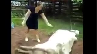 لگد تاریخی از نوع گاوش!