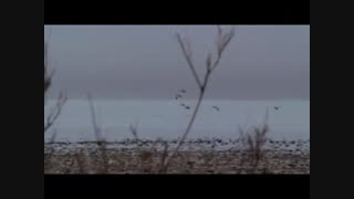 دکتر فرهاد دبیری / پدر حقوق محیط زیست ایران درمان ریزش مو