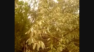 پرنده ی خوش آواز