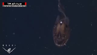 نخستین تصاویر از ماهی عجیب و ترسناک Anglerfish