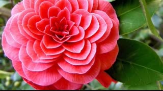 گیاهان نشاط بخش هندسی شکل