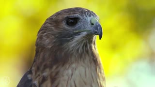 پرندگان شکاری