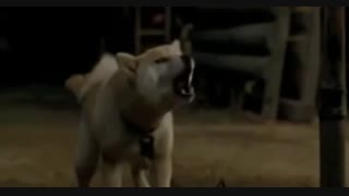 درک زلزله قبل از وقوع توسط حیوانات