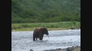 خرس ماهیگیر خوش اشتها