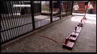 از میمون تا انسان دوبله فارسی 4