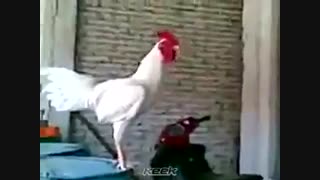 چی خنده داره بگو ما هم بخندیم