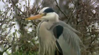 پرندگان زیبا ...طبیعت زیبا