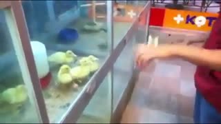 جوجه اردک های بامزه