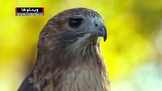 پرندگان شکاری + HD