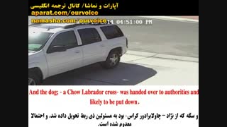 نجات پسر بچه از چنگال سگ، توسط گربه (زیر نویس فارسی و انگلیسی)