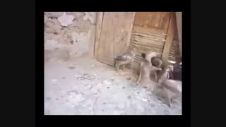 جوجه ی قلدر !