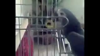 طوطی نماز خوان !