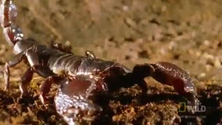 مبارزه جالب و دیدنی دو عقرب خطرناک با یکدیگر .جدال بین حیوانات