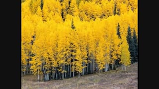 قطعه بسیار زیبای میلونگا _ MILONGA | علیرضا نصوحی