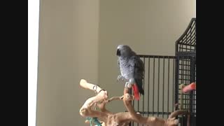 کاسکوی مقلد