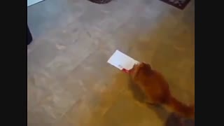 کلیپ جالب ، خنده دار و دیدنی  از حرکات گربه ها