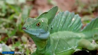 حیوانات شگفت انگیزند ...