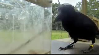 کلاغ ها باهوش هستند