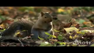 تعقیب و گریز عقاب و سنجاب