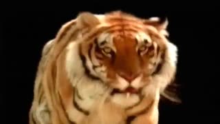 قدرت و ابهت ببر