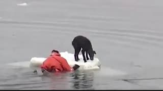 صحنه هایی از کمک انسانها به حیوانات